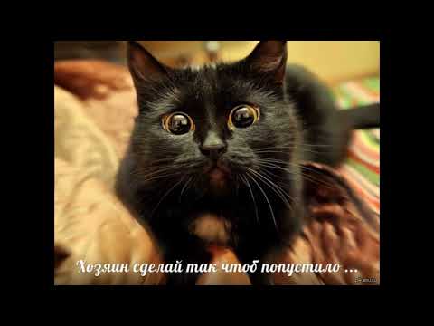 Почему кошки любят валерьянку?