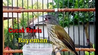 Cucak Rawis /Bayeman Gacor Cocok Untuk Pancingan