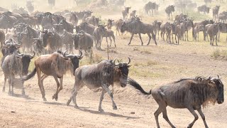 [Safari Experience] In the Midst of the great Wildebeest migration, Serengeti