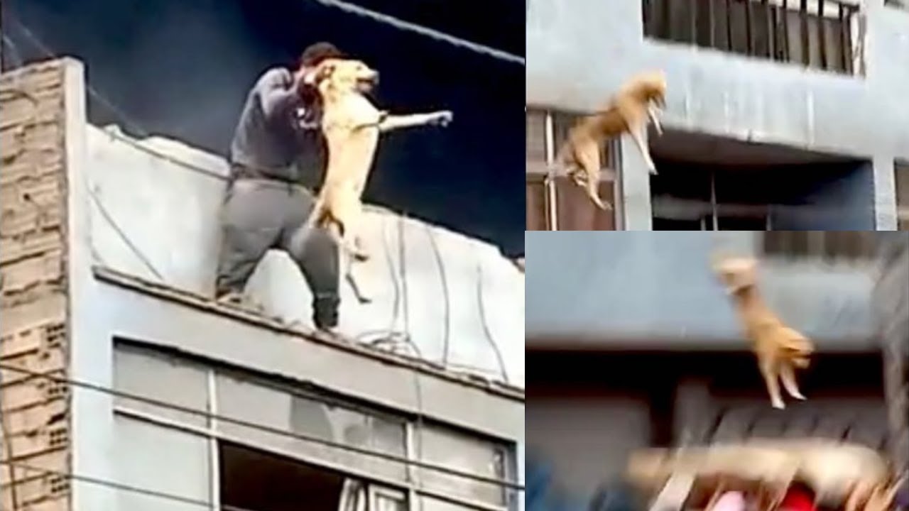 Homeless Man Risks His Life Saved Several Dogs Trapped In A Fire! Whole ...