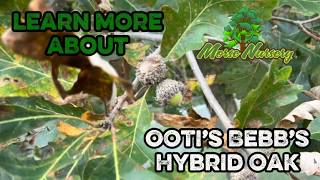 Ooti’s Bebb’s Hybrid Oak: A Sweeter Acorn Whitetails Love