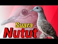 Perkutut lokal NUTUT jenis suara MEMANGGIL.