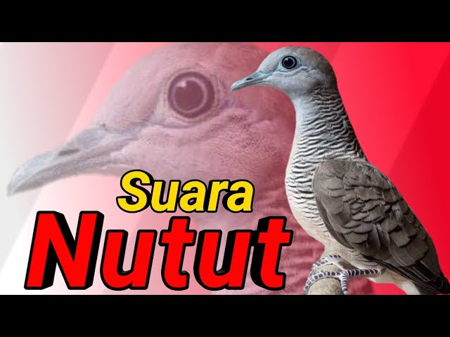 Perkutut lokal NUTUT jenis suara MEMANGGIL. class=