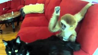 Monkey Vs Cat Fight Animals Real Fight
