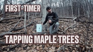 Tapping Maple Trees On The Homestead