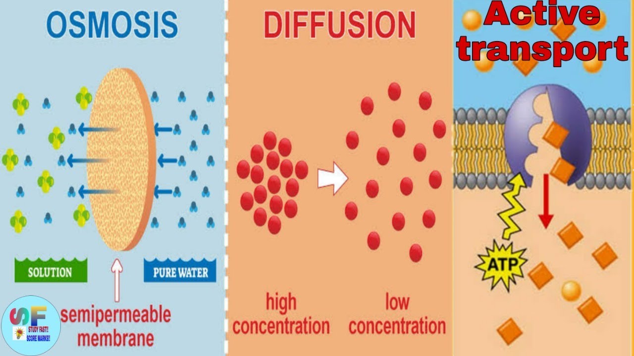 diffusion,osmosis and active transport YouTube