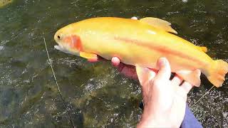 Fly Fishing PINE CREEK, Spot #2 on my 'Fishcation', May 2023