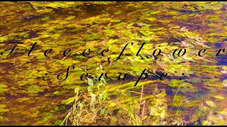 Fleeceflower::Scrape::