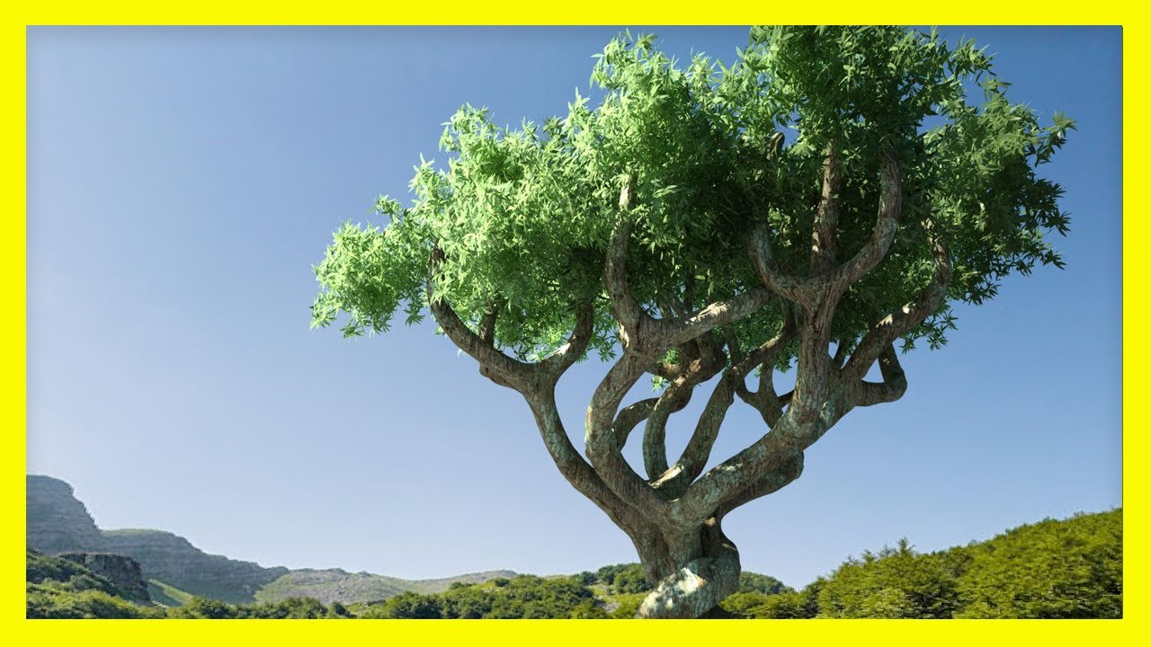 100 El mejor Imágenes Arboles Con Significado Espiritual - Arts