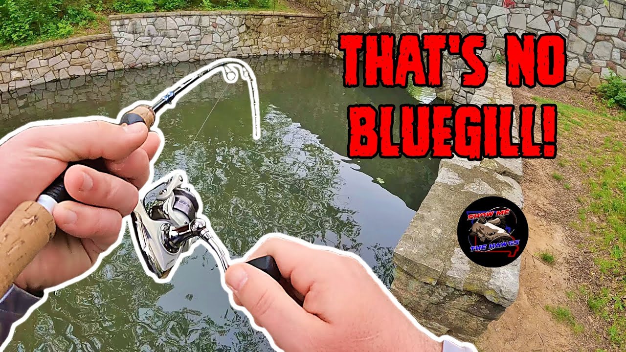 You're Gonna Need a BIGGER Rod!  Bass and Bluegill Fishing 