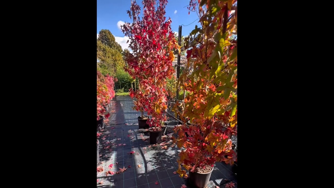 Drevesa, ki zažarijo v jeseni!