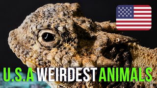 5 Creatures You Won't Believe Exist in the U.S. by Striking Animal Kingdom 191 views 3 months ago 3 minutes, 1 second