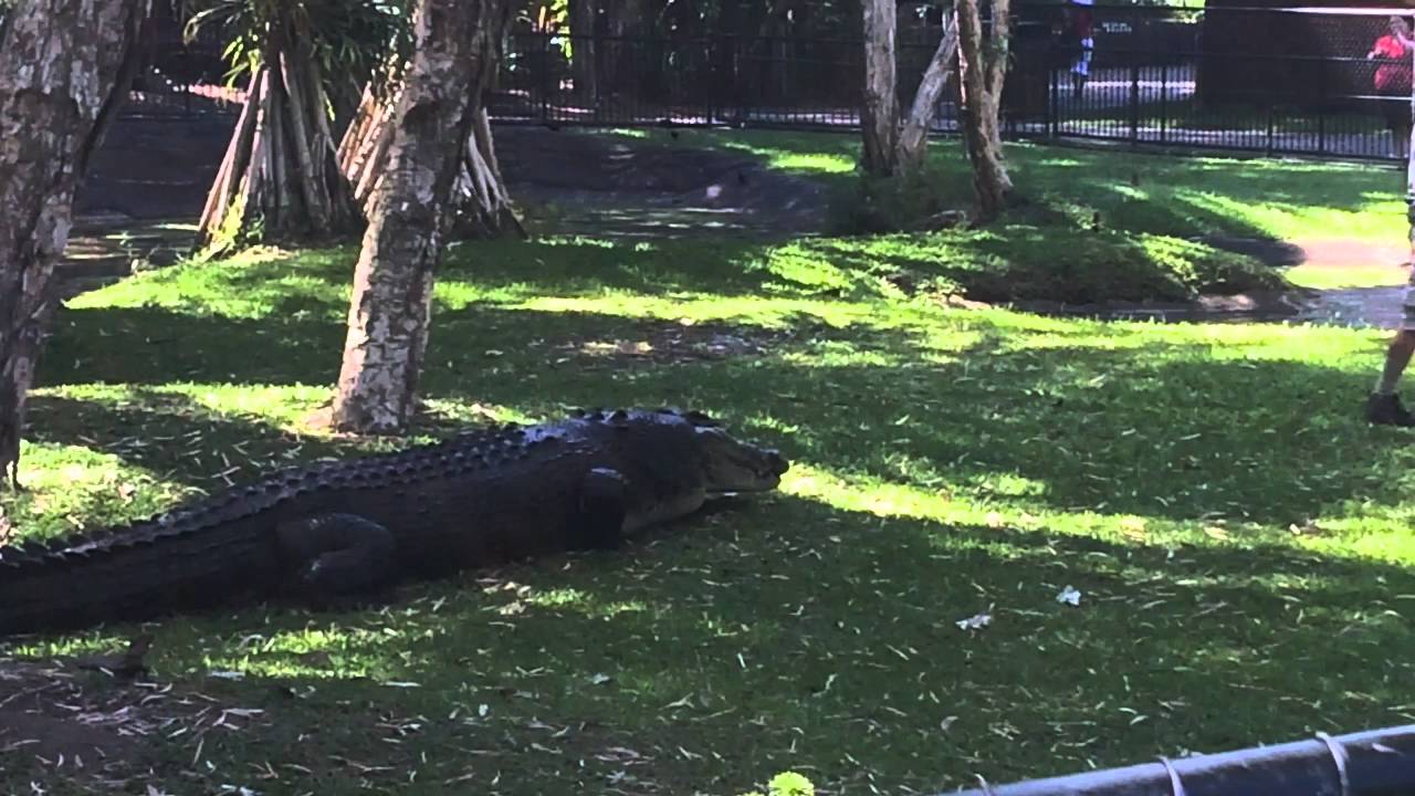 Huge Crocodile at Australia Zoo - YouTube