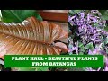 Plant Haul - Beautiful Plants From Batangas