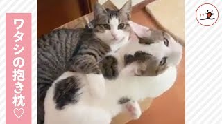 抱き枕はやっぱり本物に限る❣️ モフモフの生身のニャンコをむぎゅっ