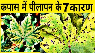 कपास का पीलापन | NPK In Cotton | Kapas ke rog | Tonic for cotton crop | Bacterial blight of cotton