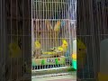 মায়া🥀💐 #viralvideo #love #dhaka #bangladesh #birds