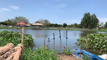 Câu Cá Tra Sông | Bãi Cá Bự Ục Thấy Mê Pen Cần Hú Hồn | Fishing Miền Tây