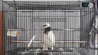 Jalak Hongkong Muda Calon Gacor