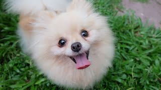 Pomeranian Pup and Baby Goat Adorable Friendship by Pomeranian USA 189 views 3 weeks ago 3 minutes, 59 seconds