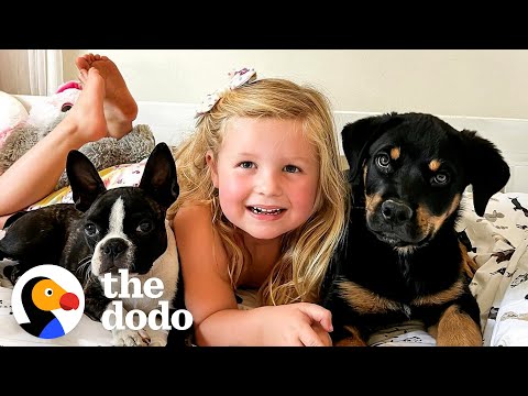 Tiny Rottweiler Puppy Heals Little Girl's Heart | The Dodo