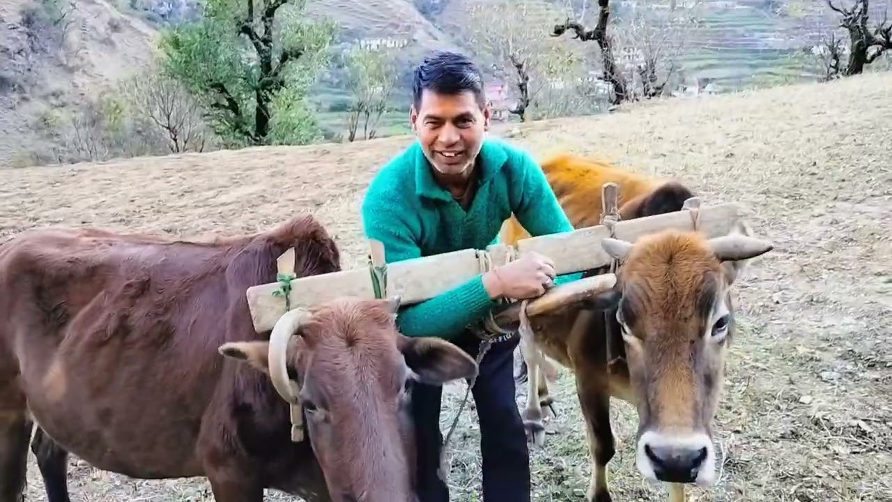 आज चिन्टू ने लगाया हल 