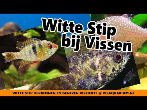 Video: Witte Vis In Aardbeiensaus