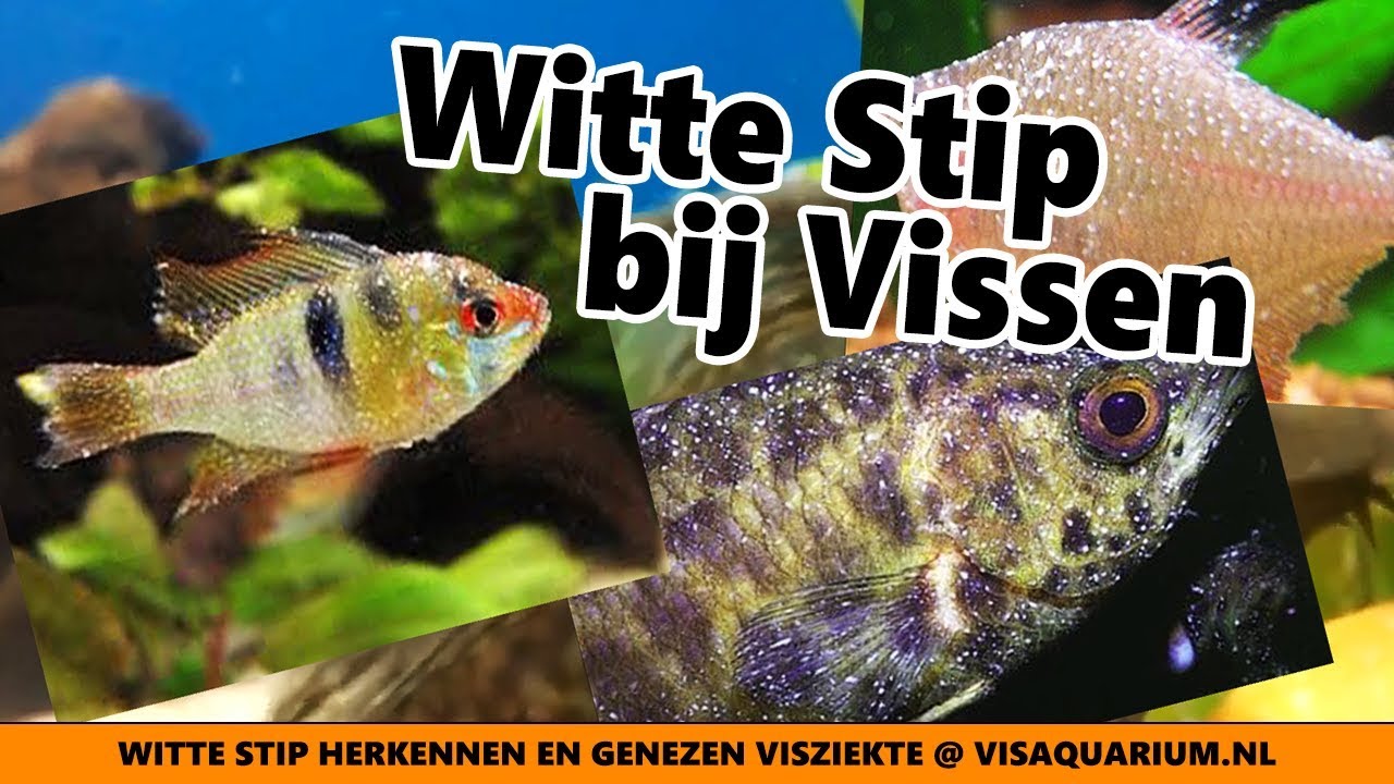 witte stip vis witte stip vis