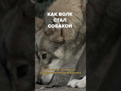 Как человек приручил собаку? #живаяпланета #животные #природа #собаки #волки