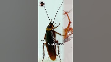 Do cockroaches can fly? #shorts #animals #insects #funfacts