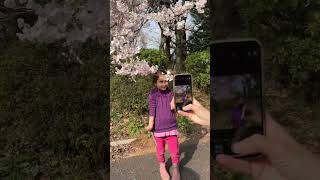 Sakura Blooming, Shinjuku Gyoen National Garden Japan, April 2 2024 #sakura2024