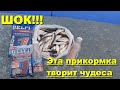 Лучшая прикормка для ловли рыбы зимой