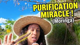 EAU POTABLE PARTOUT : Le secret des graines de Moringa !