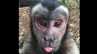 Jungle Friends Monkey Slide Show
