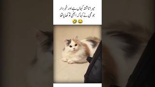 Mara nashta kaha ha 🤣 funny videos | inspirational video | cute cat | funny moments |#funny #shorts