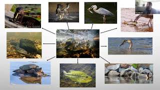 Fish Migration in Chebacco Lake, Alewife Brook, and the Essex River (Mass)