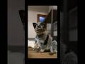 A Blue Heeler puppy #puppy #blueheeler