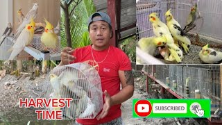 HARVEST TIME SA ATING MGA BAGONG PABABANG ALAGANG COCKATIELS.(VLOG.015...🦜🦜🦜)