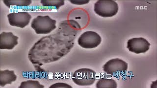 [HEALTHY] What is the identity of 00 cells that eat pathogens?,기분 좋은 날20181129