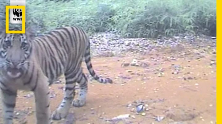 Rare Tigers Activate Infrared Cameras | National Geographic - DayDayNews