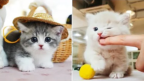 Watch the video about Baby cats 😺- cute and dogs 🐶 funny animal 😂🤣 2024 compilation #7 | vm animal