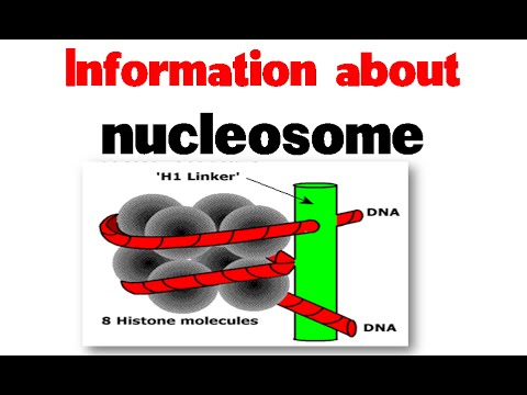 वीडियो: एक न्यूक्लियोसोम में हिस्टोन किस संरचना में व्यवस्थित होते हैं?