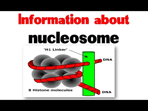 ভিডিও: নিউক্লিওসোমে হিস্টোনগুলি কোন কাঠামোতে সংগঠিত হয়?