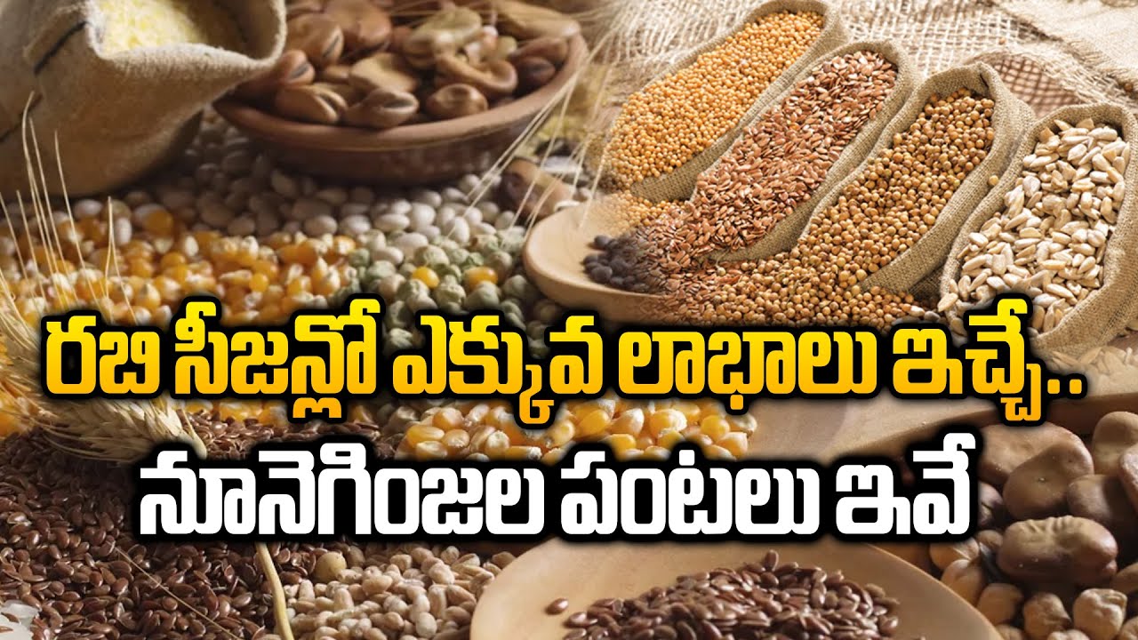 రబి సీజన్లో ఎక్కువ లాభాలు ఇచ్చే..నూనెగింజల పంటలు ఇవే | Best Oilseed Crops In Rabi Season