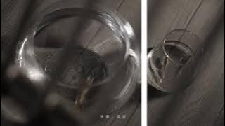 #MV《雀跃》任然   「再相逢，再想念，再次内心泛起涟漪，让我们一起在怦然心动中再次感受爱情的到来」