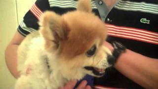 The Little Alaskan Sled Dog In D.c..mp4