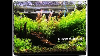 【アクアリウム】60cm水草水槽の初めてのトリミング【60AQUA】