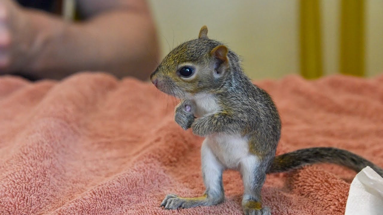 Baby Squirrel