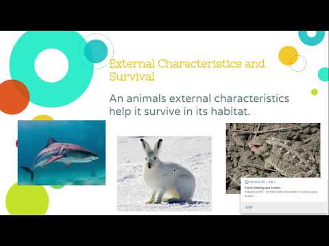 Animal External Characteristics