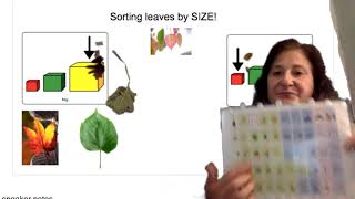 sorting leaves